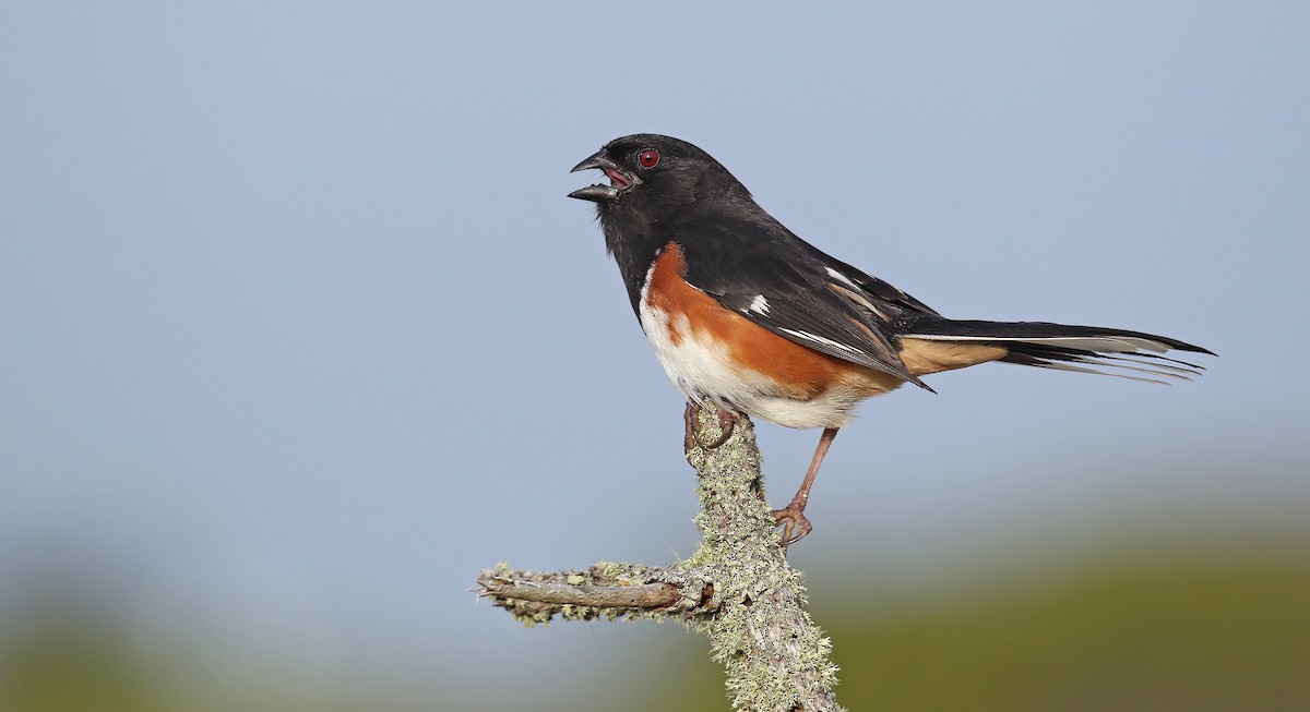 Eastern Towhee - ML105245521