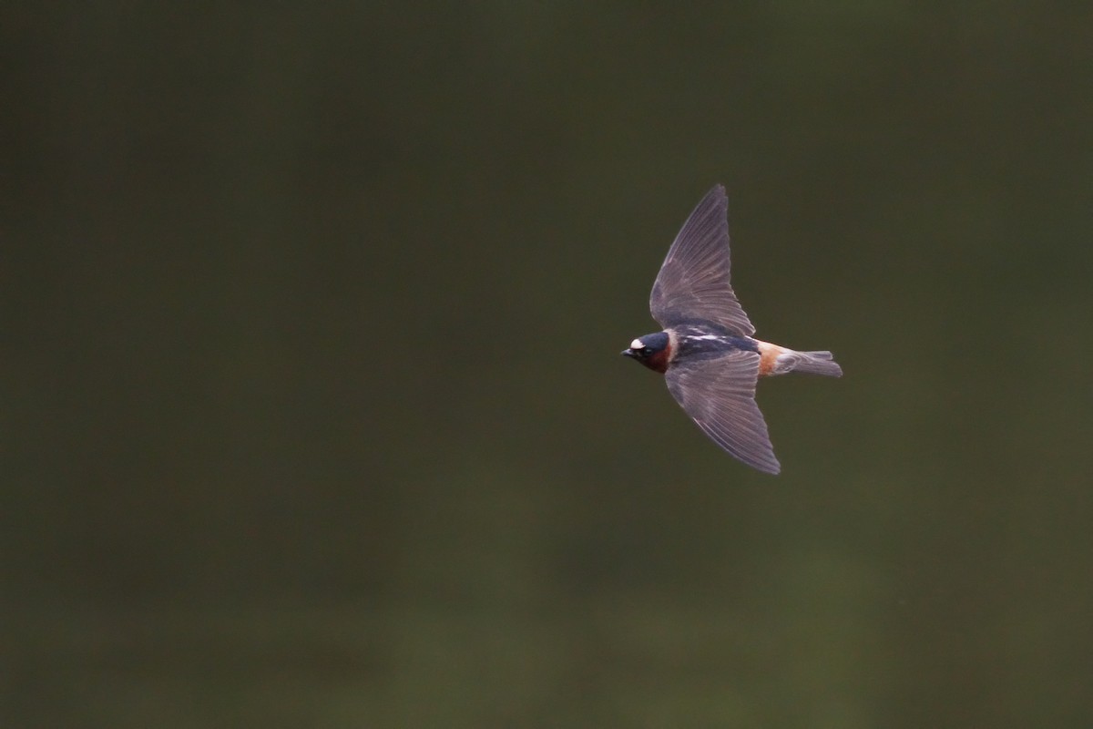Cliff Swallow - Jeff Ellerbusch
