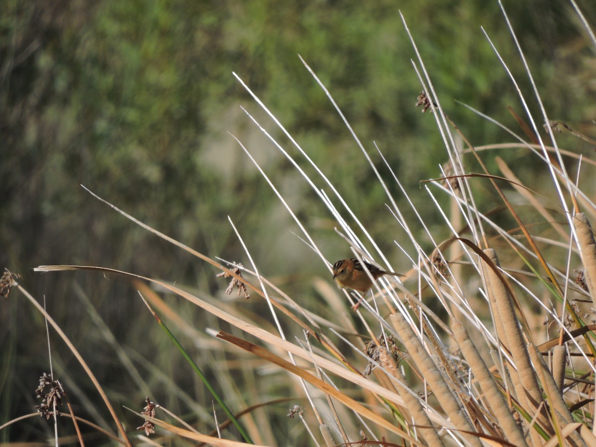 Golden-headed Cisticola - ML105249011