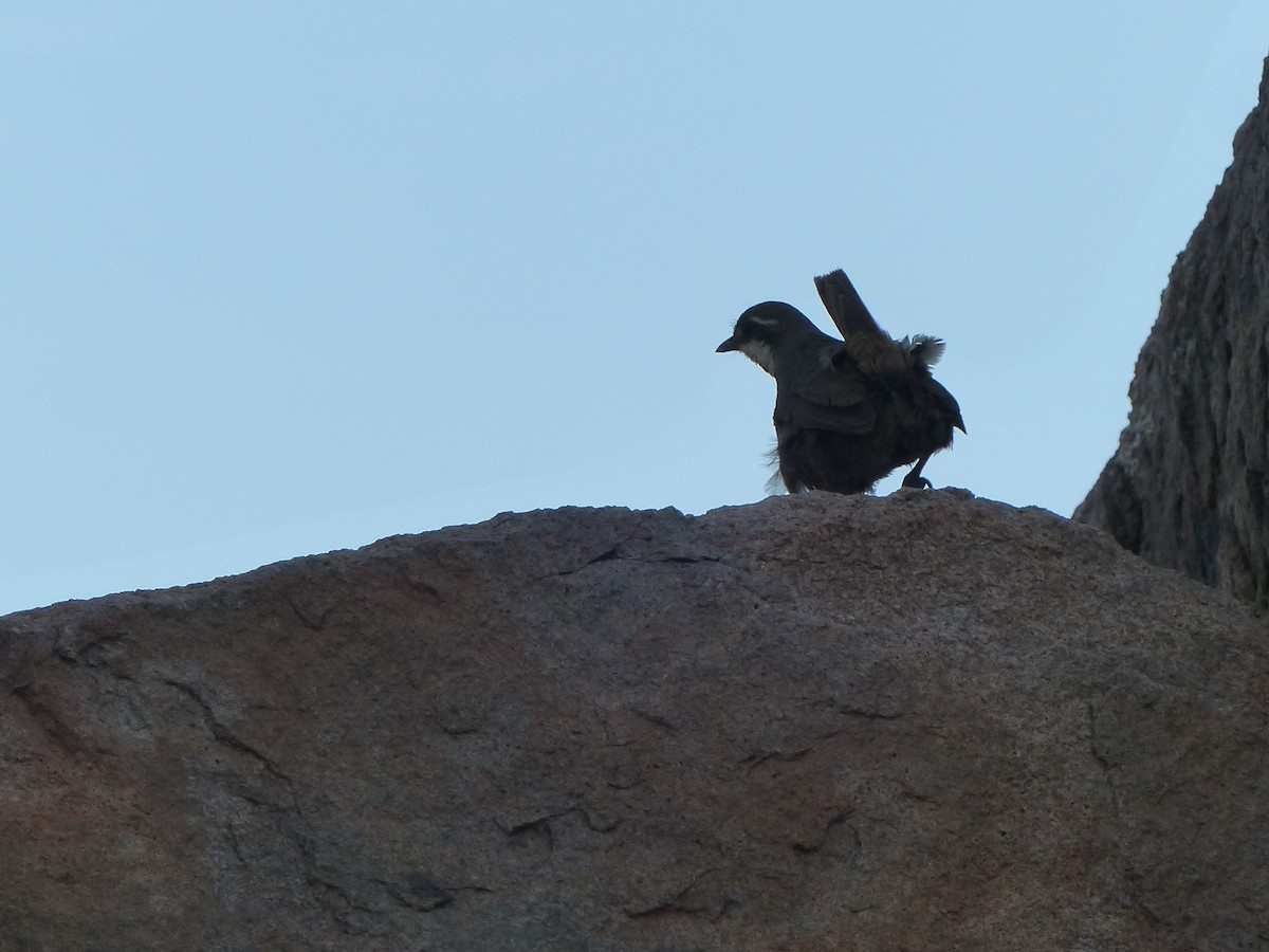 Weißbarttapaculo - ML105249581