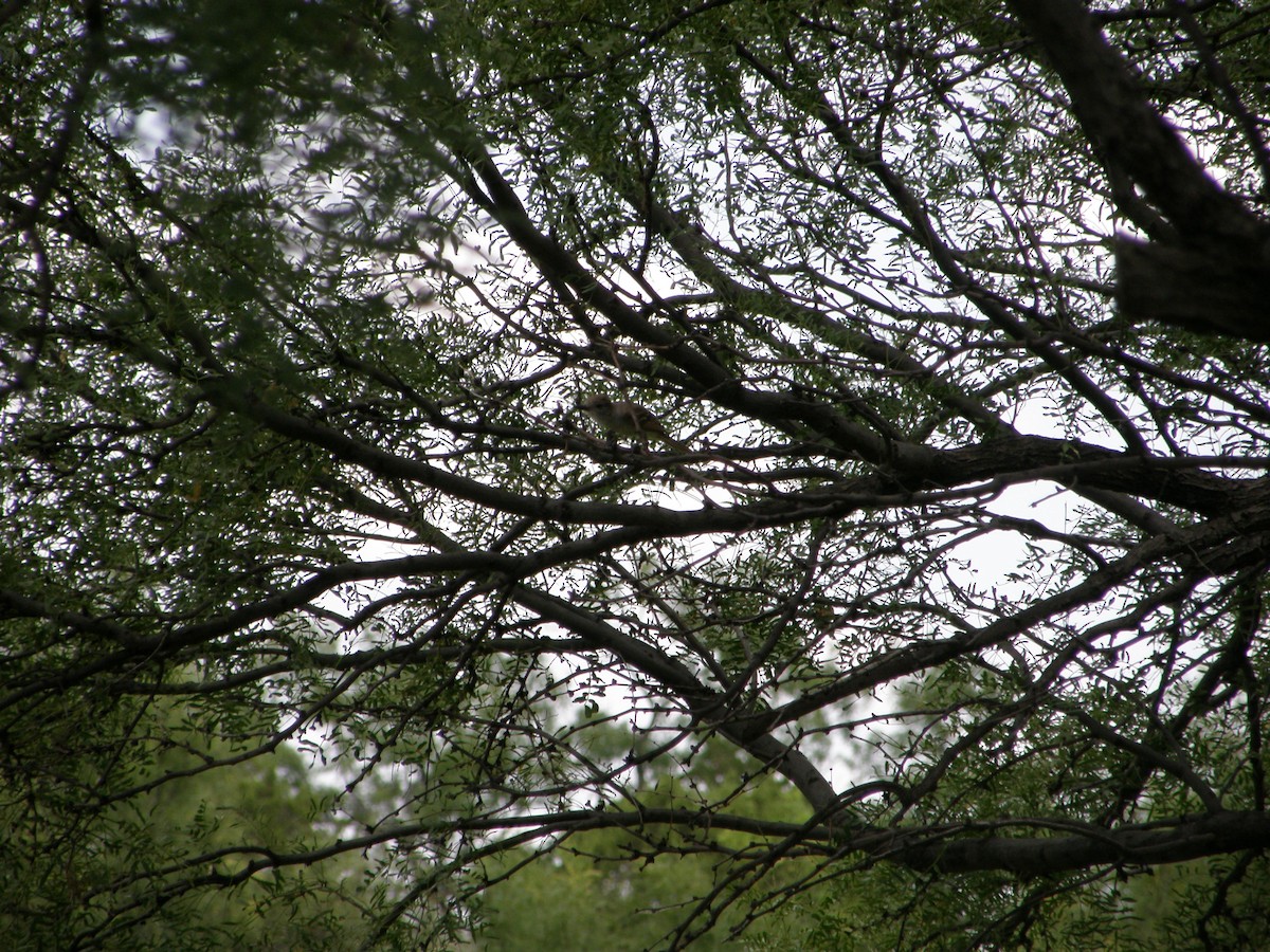 Ash-throated Flycatcher - ML105250901