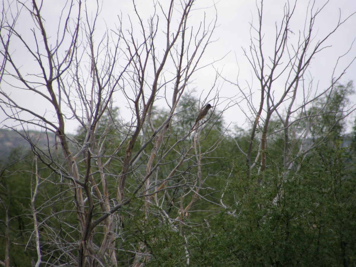 Ash-throated Flycatcher - ML105250931