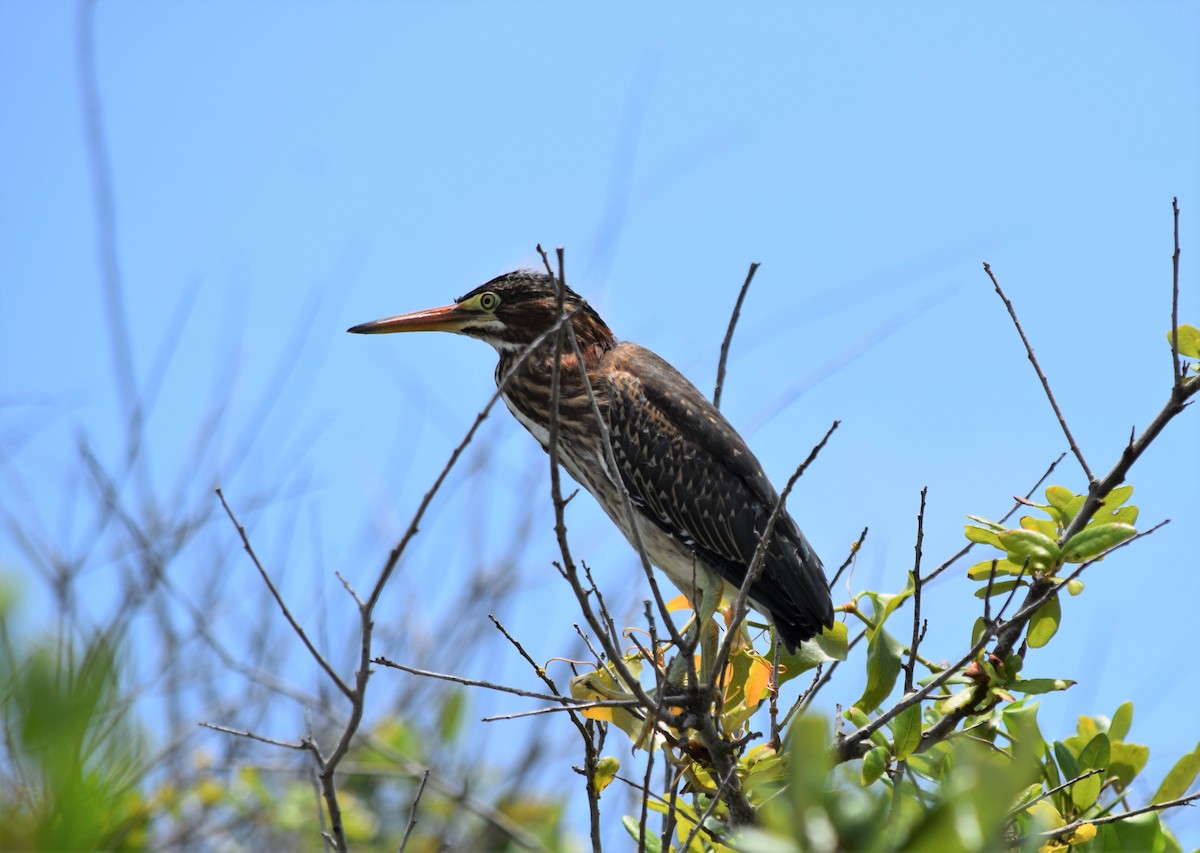 Green Heron - Pam Vercellone-Smith