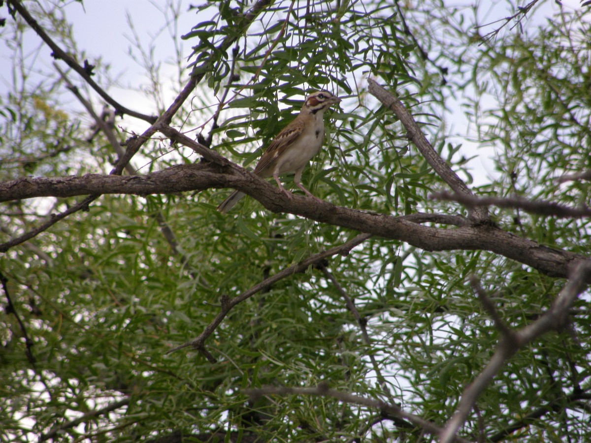 Lark Sparrow - ML105251491