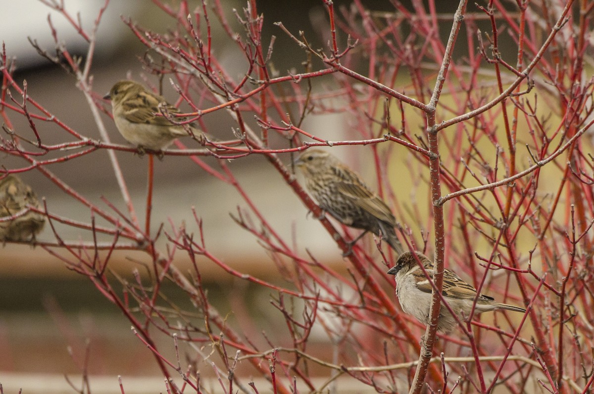 House Sparrow - ML105255211