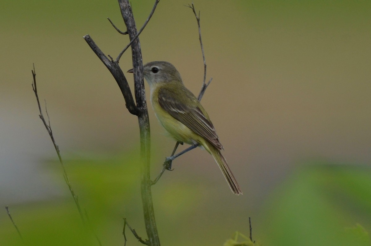 Bell's Vireo - ML105256051