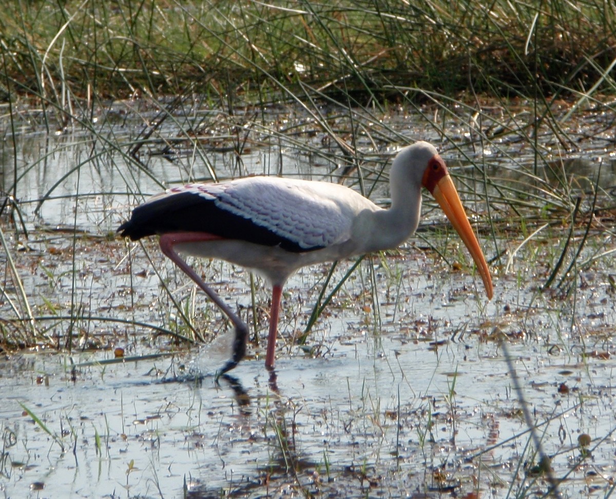 Yellow-billed Stork - Greg Vassilopoulos