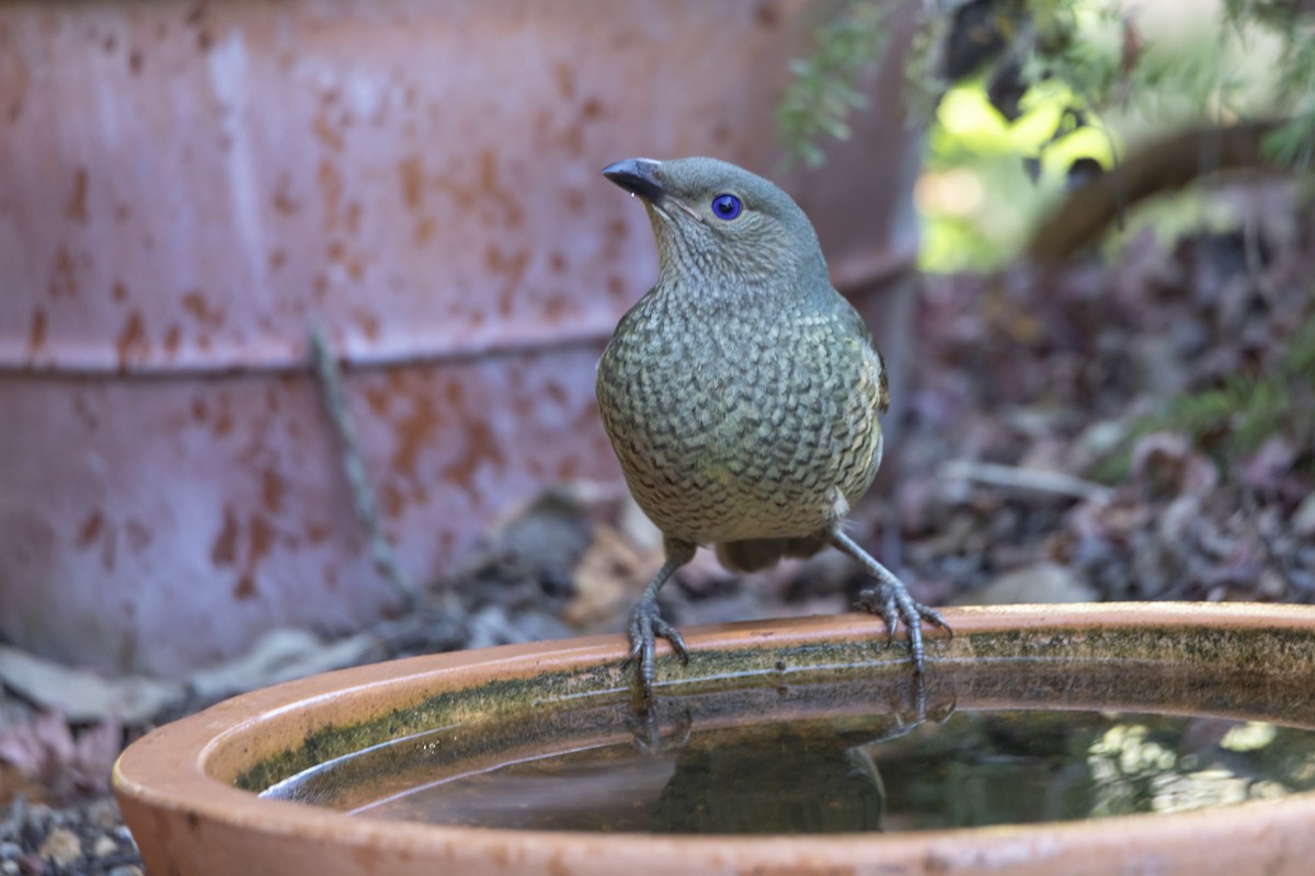 Satin Bowerbird - ML105257631