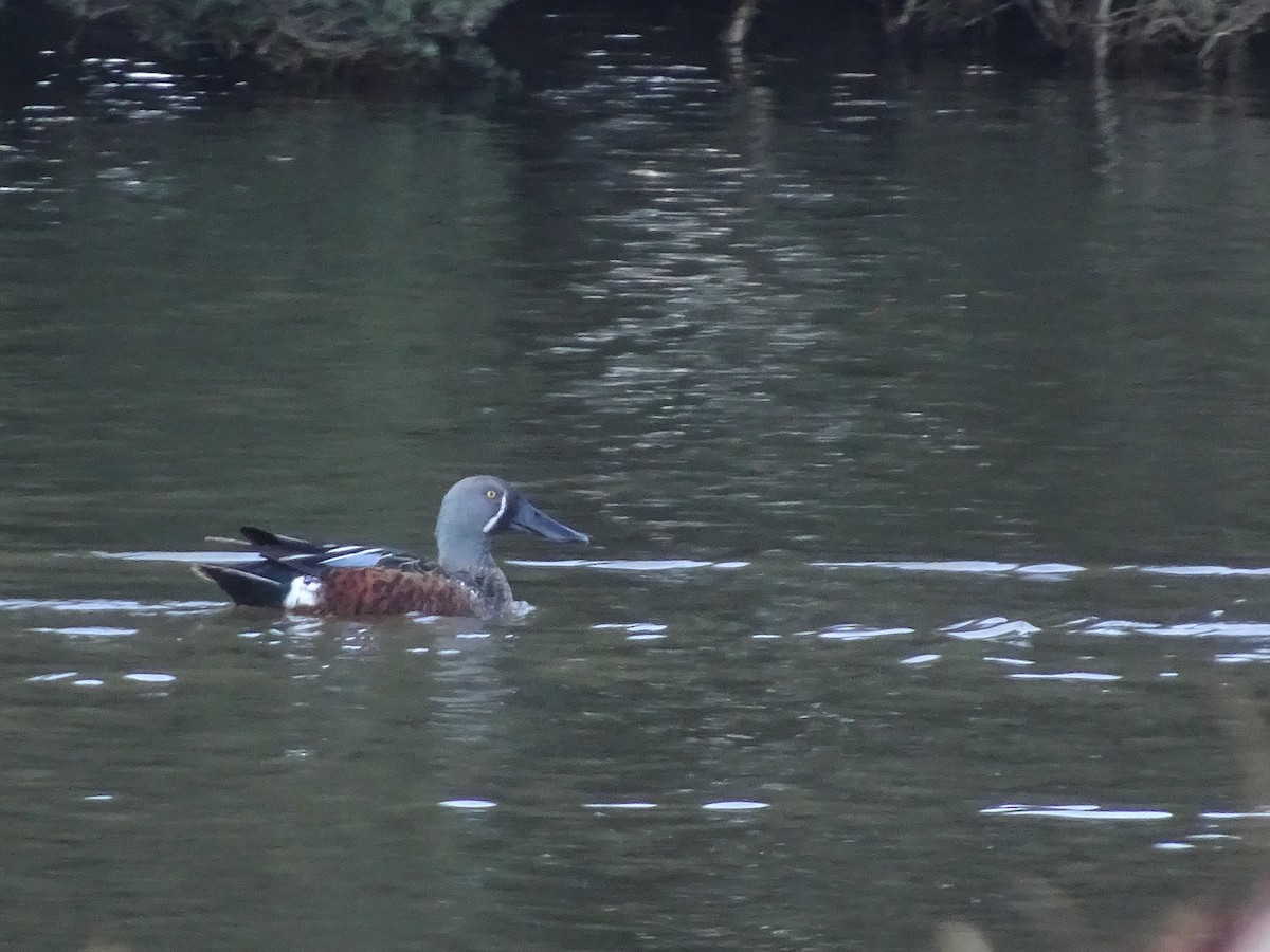 Australasian Shoveler - ML105258431