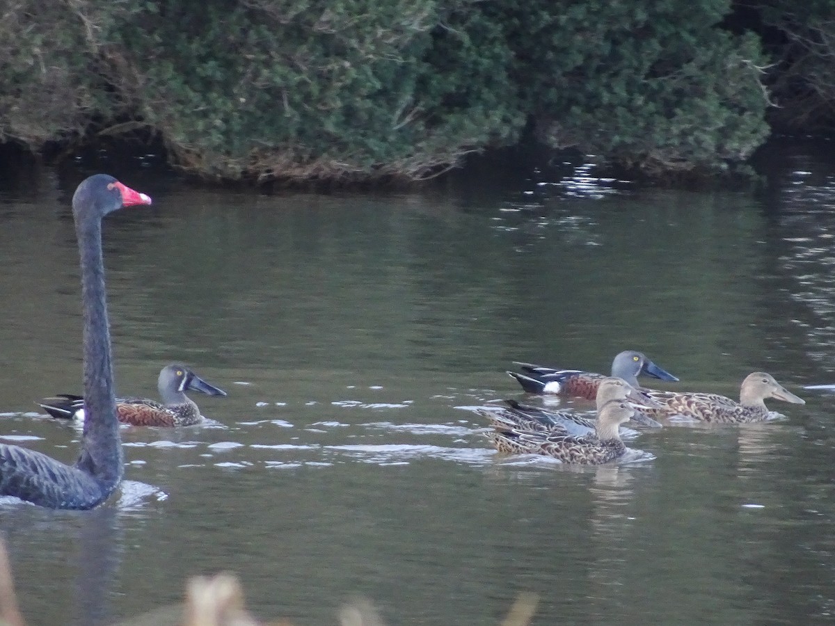 Australasian Shoveler - ML105258451