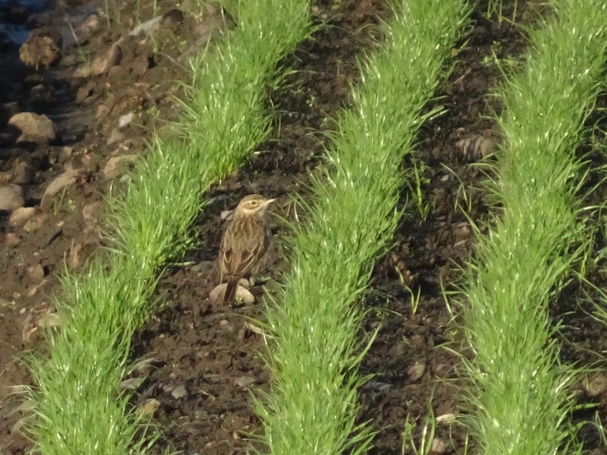 Australian Pipit - ML105258531