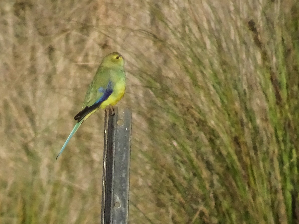 Blue-winged Parrot - ML105258581