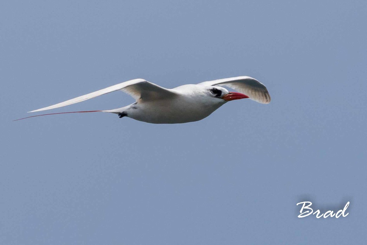 Red-tailed Tropicbird - Brad Argue