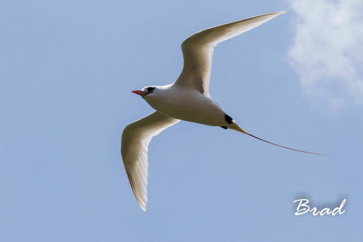 Red-tailed Tropicbird - Brad Argue