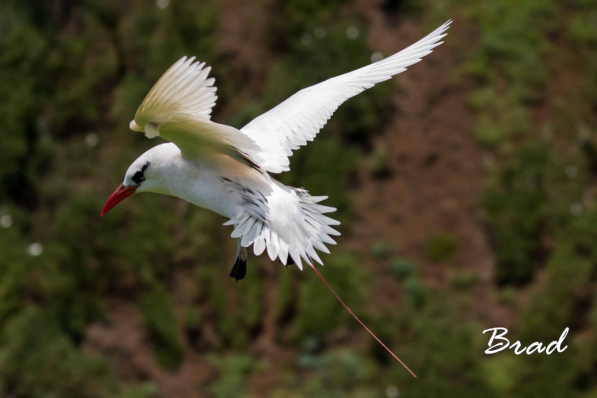 Red-tailed Tropicbird - ML105260561