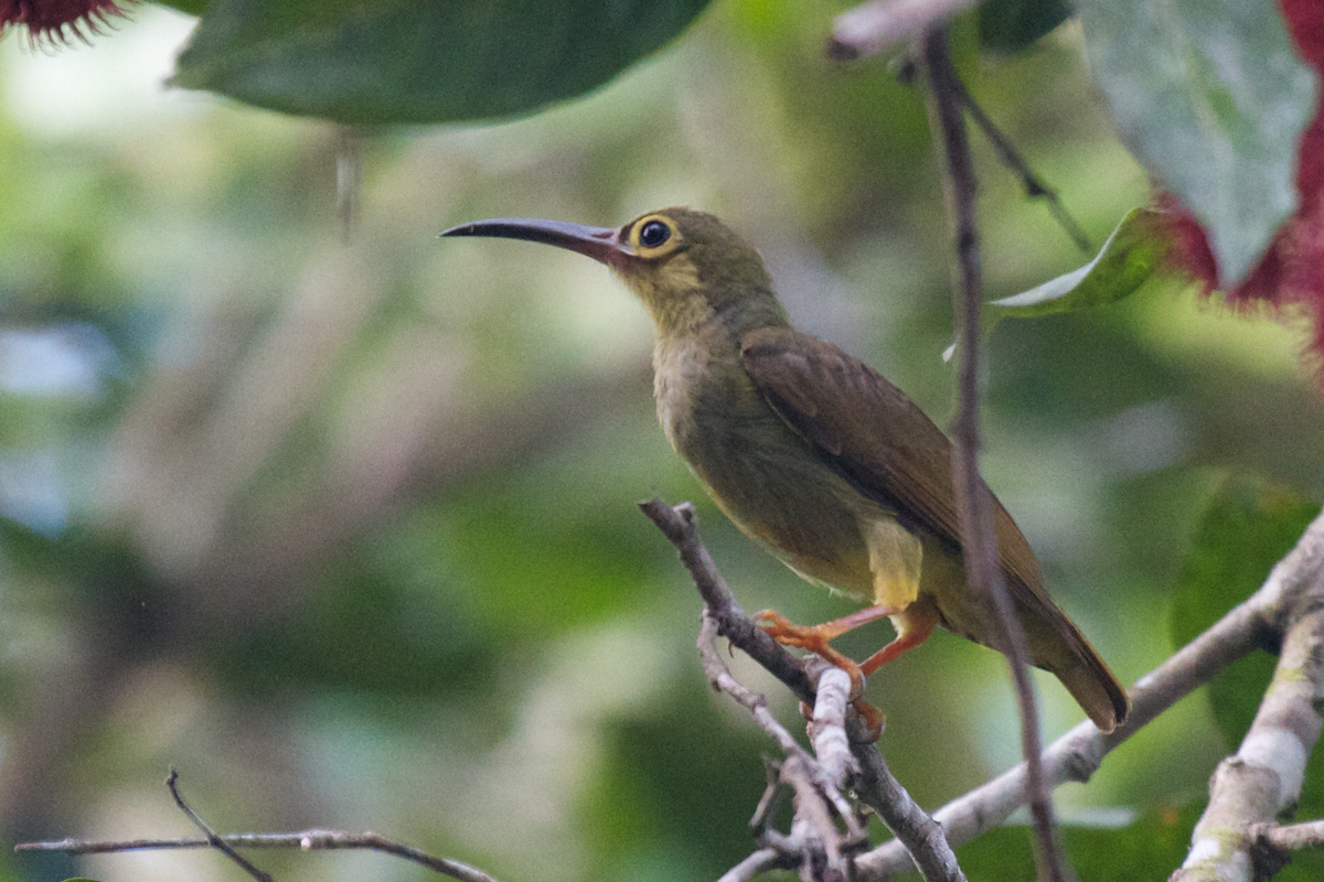Spectacled Spiderhunter - Robert Tizard