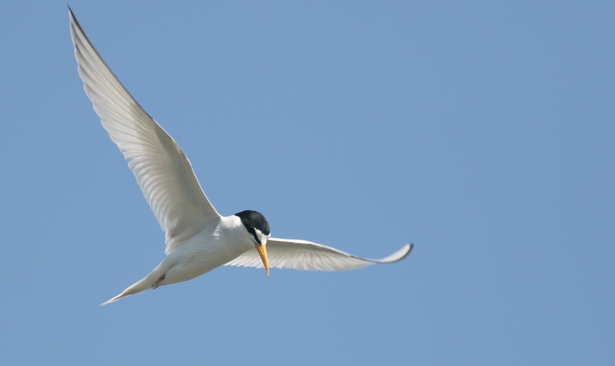 Least Tern - ML105261001