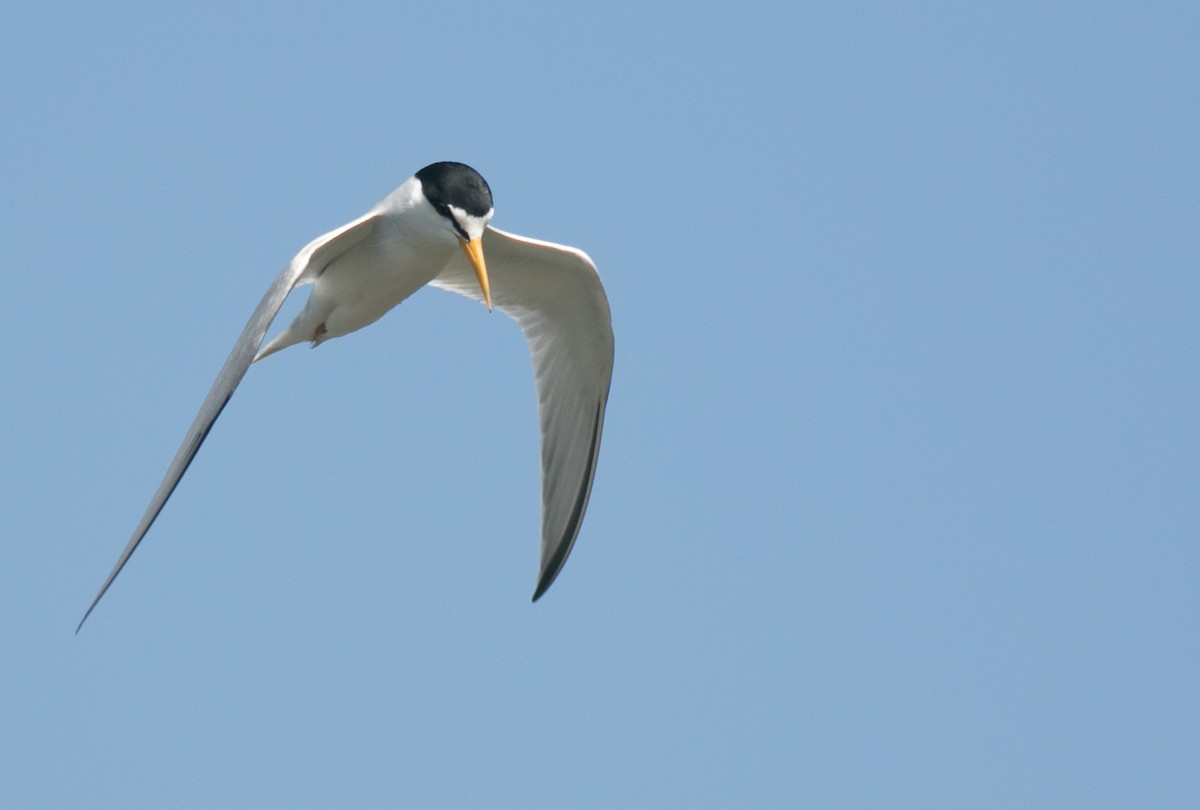 Least Tern - ML105261301