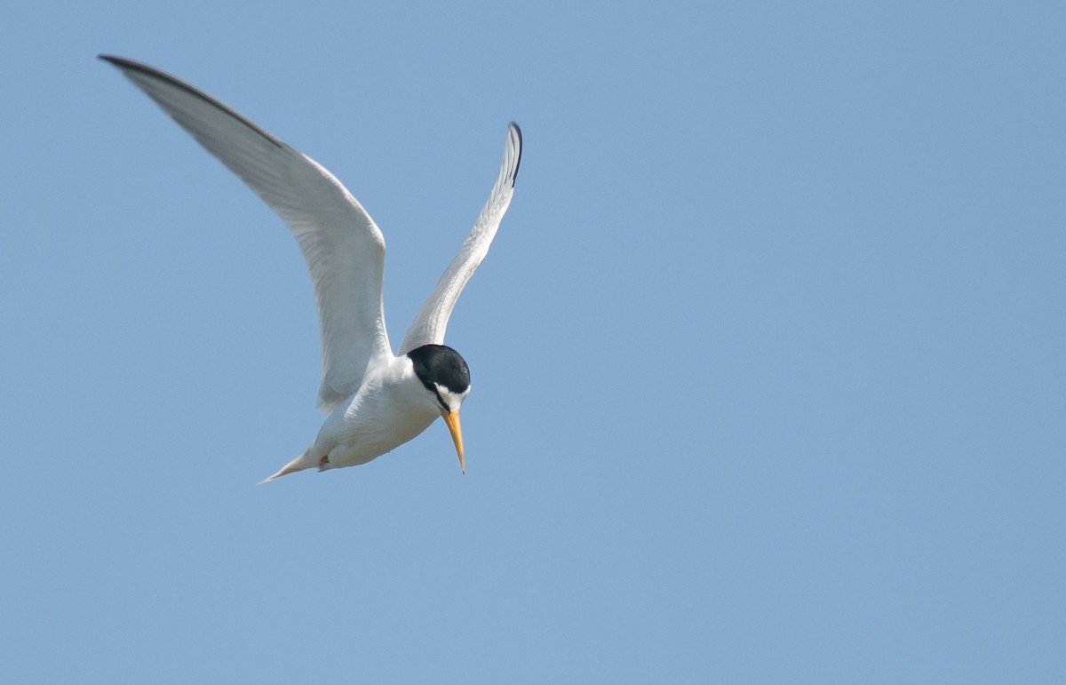 Least Tern - ML105261311