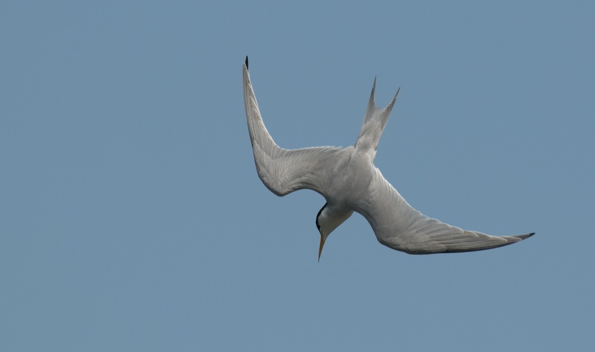 Least Tern - Andrew Dreelin