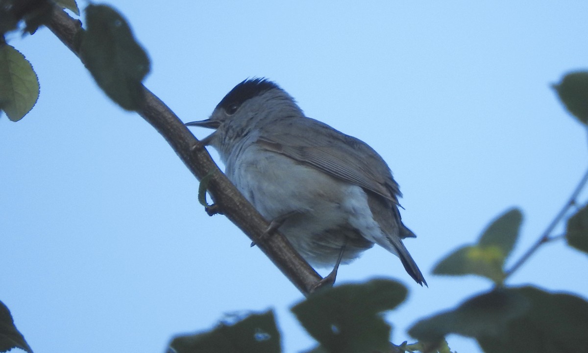 Eurasian Blackcap - ML105261721