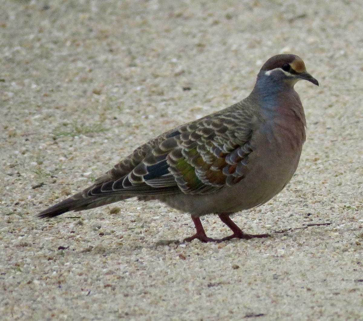 Common Bronzewing - Lissa Ryan