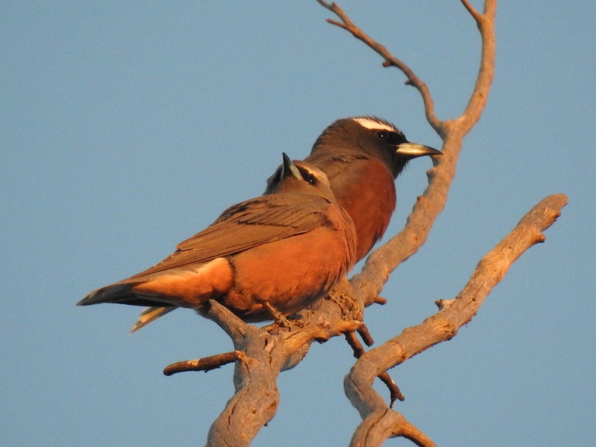 White-browed Woodswallow - ML105263411