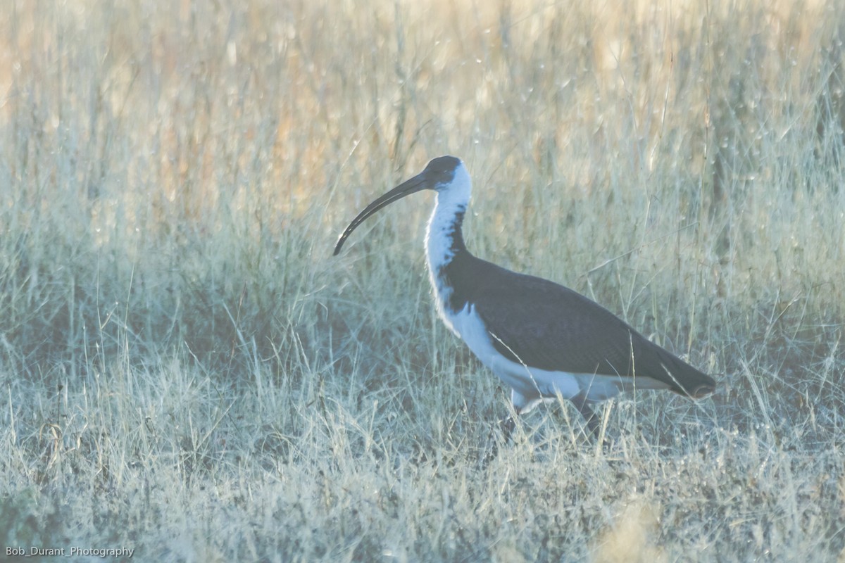 Straw-necked Ibis - ML105263771