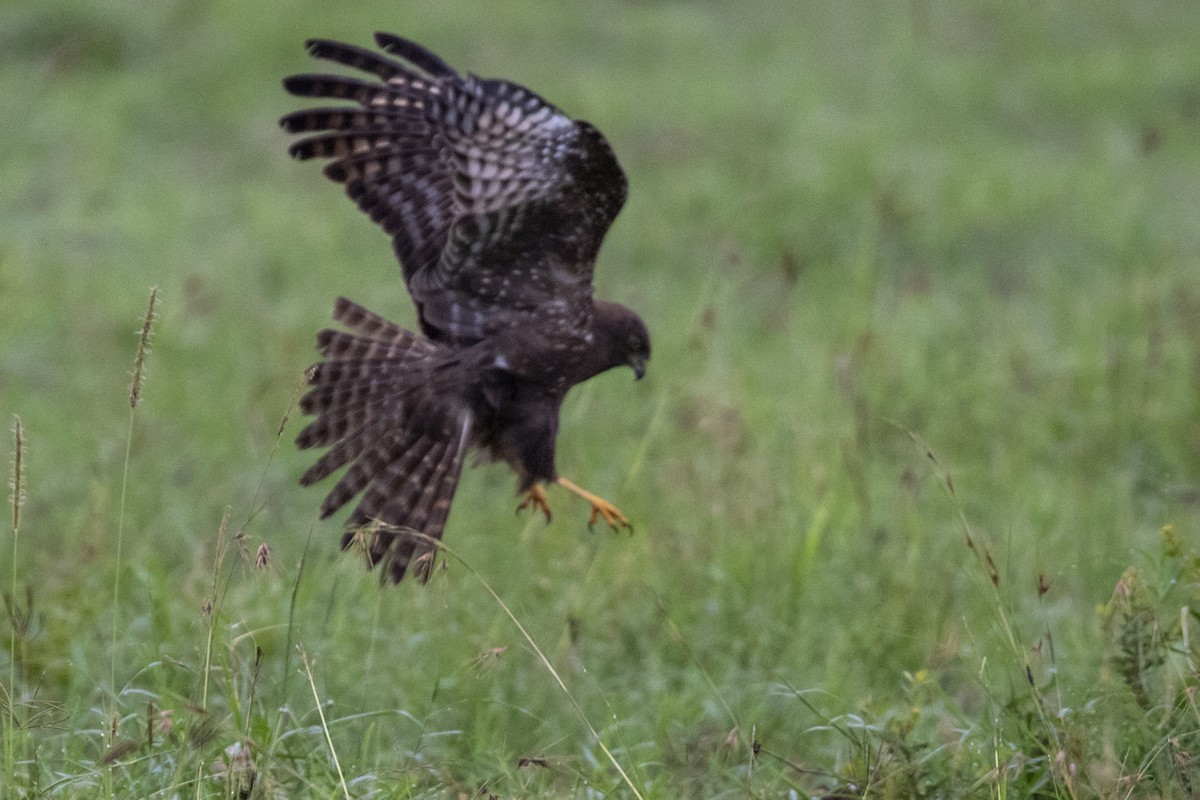 African Marsh Harrier - ML105264211