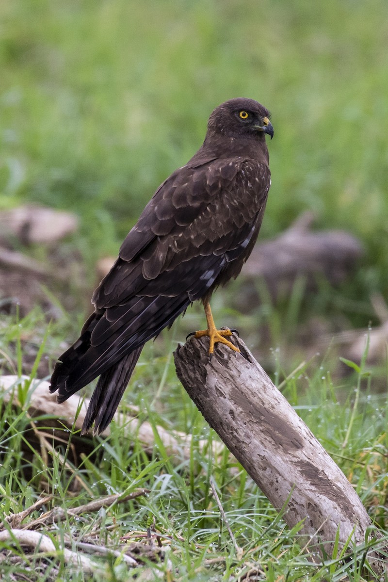 Aguilucho Lagunero Etiópico - ML105264241