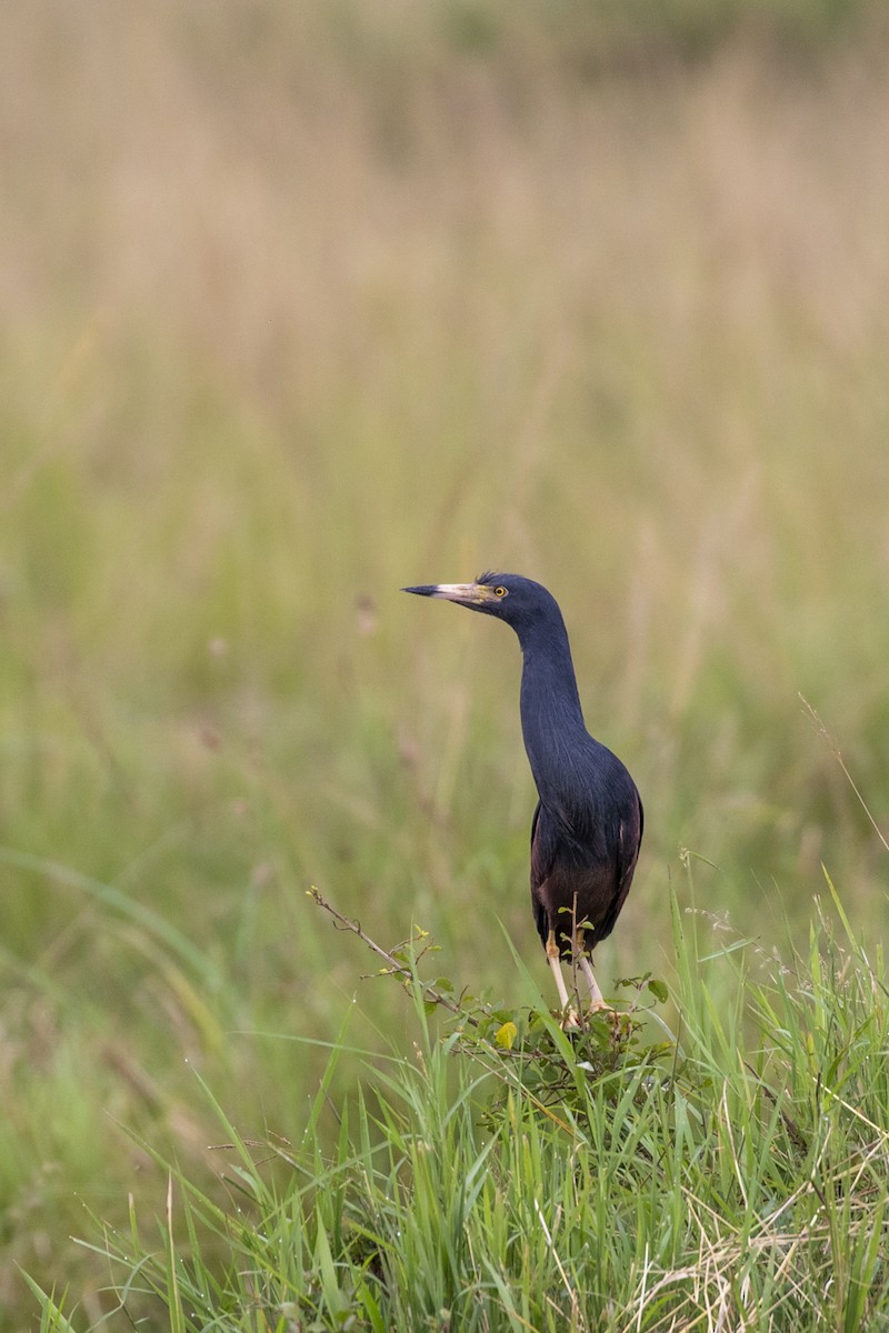 Rufous-bellied Heron - Tyler Davis