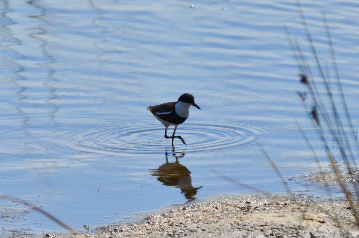 Red-kneed Dotterel - ML105264331