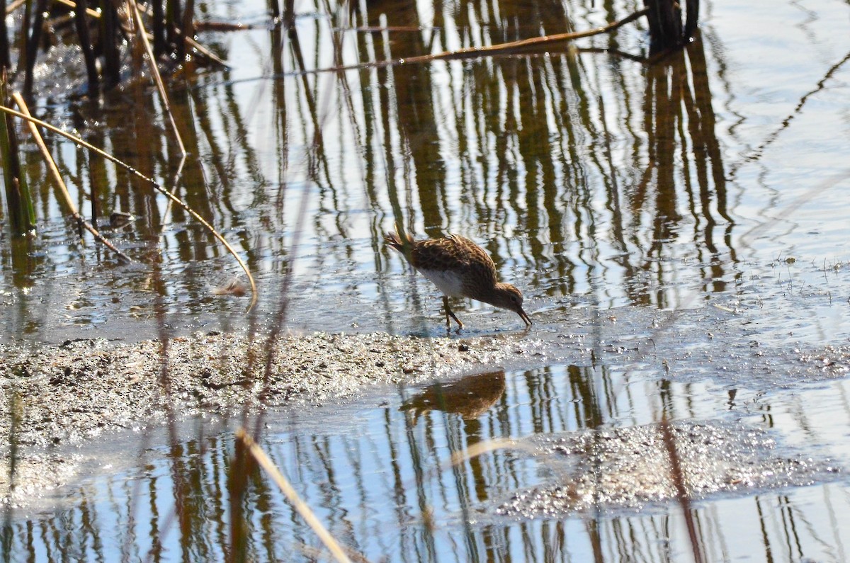 Pectoral Sandpiper - ML105264341