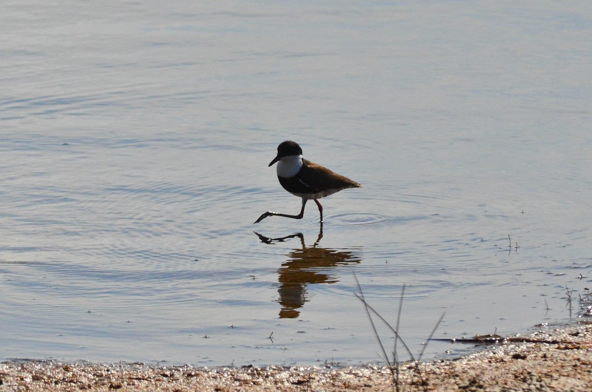 Red-kneed Dotterel - ML105264451