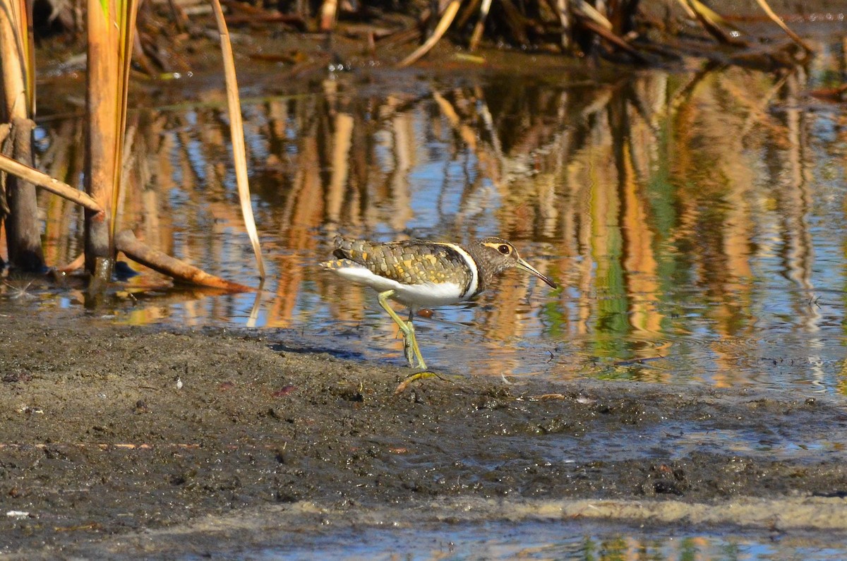 Australian Painted-Snipe - ML105264601