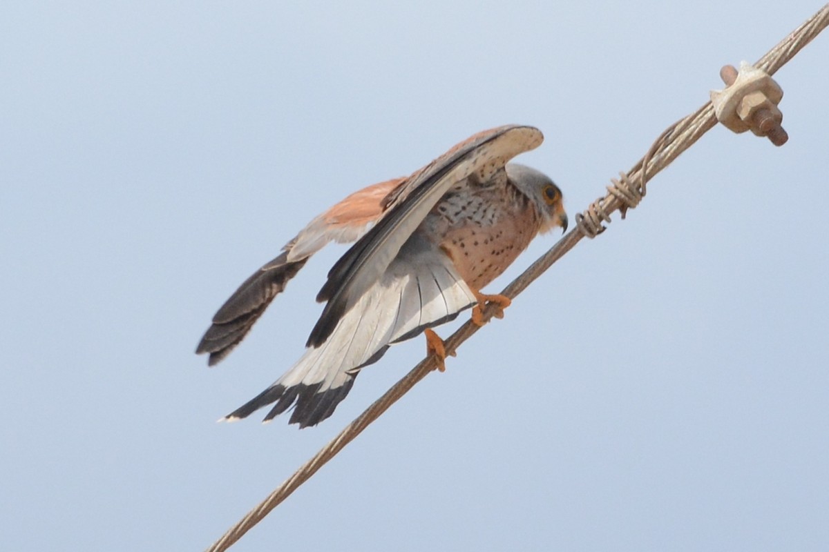 Lesser Kestrel - ML105264751