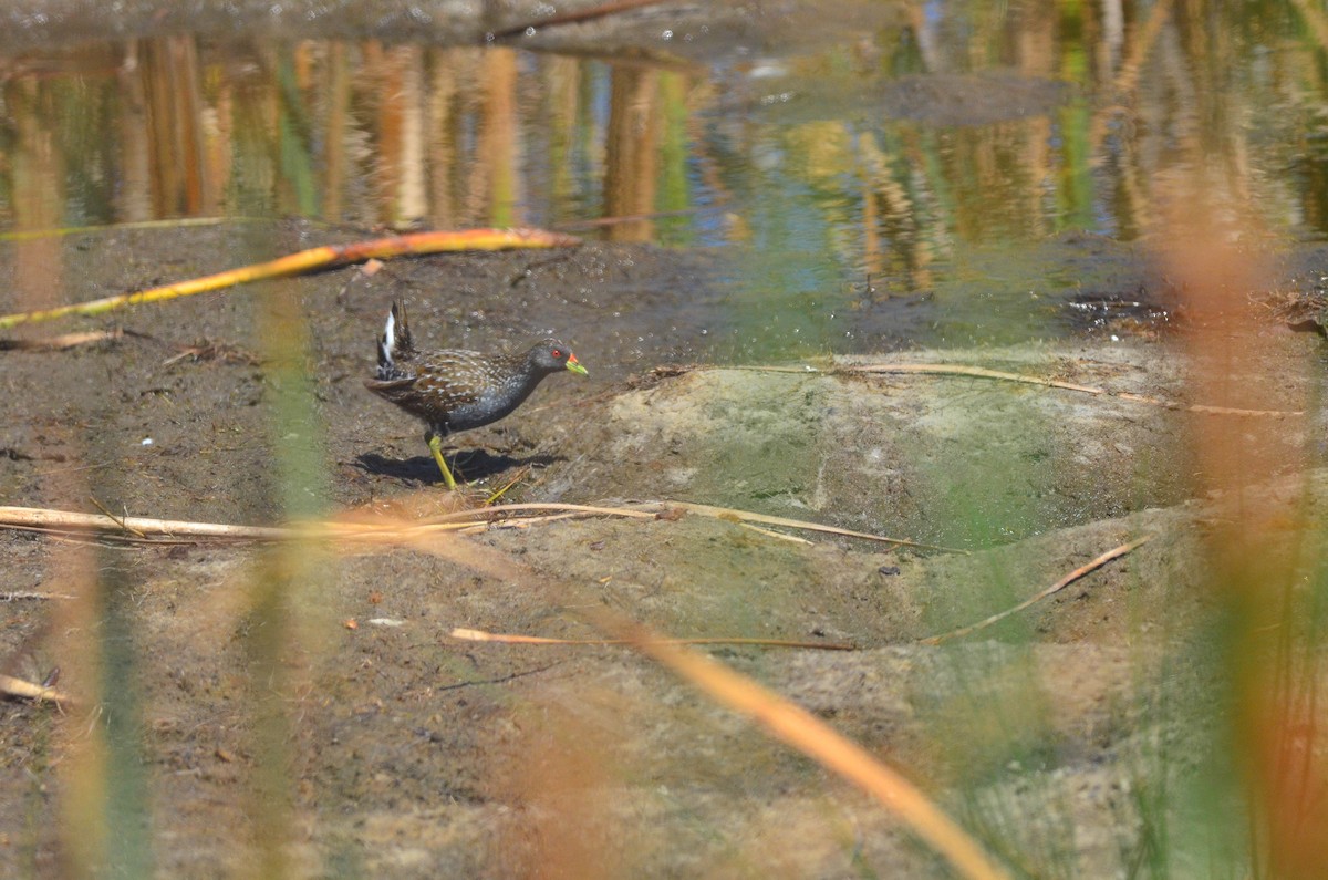 Australian Crake - ML105264791