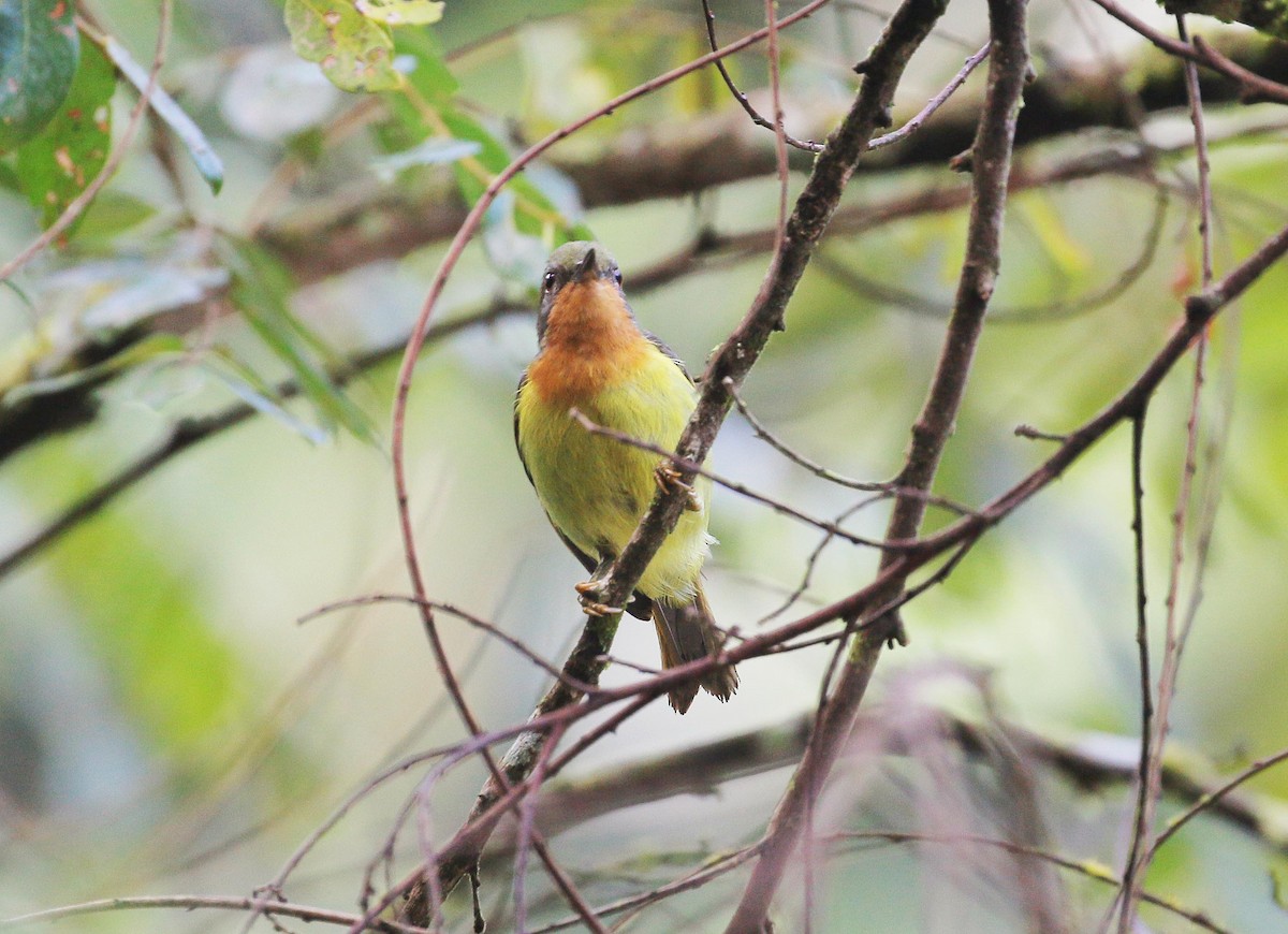 Ruby-cheeked Sunbird - ML105266311