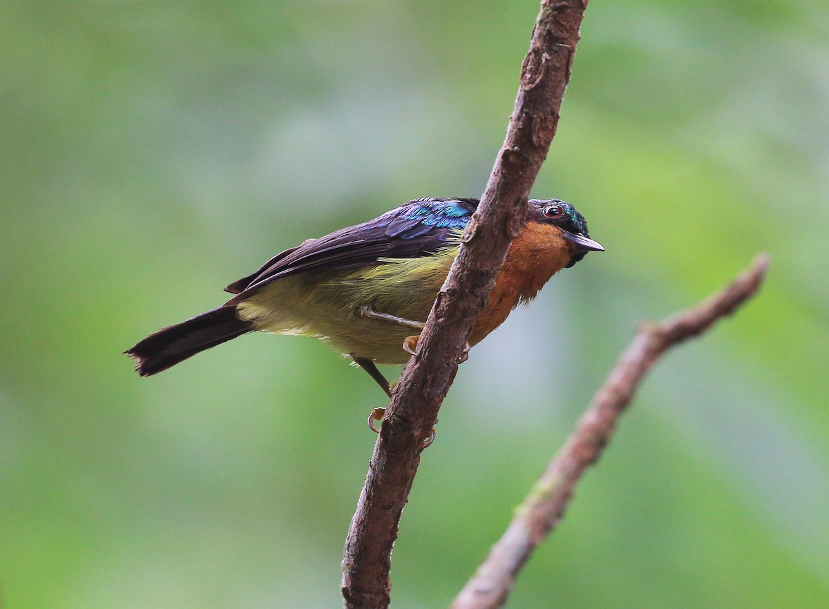 Ruby-cheeked Sunbird - ML105266321