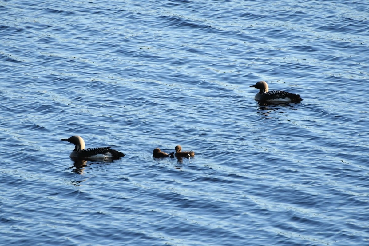 Plongeon arctique - ML105266351