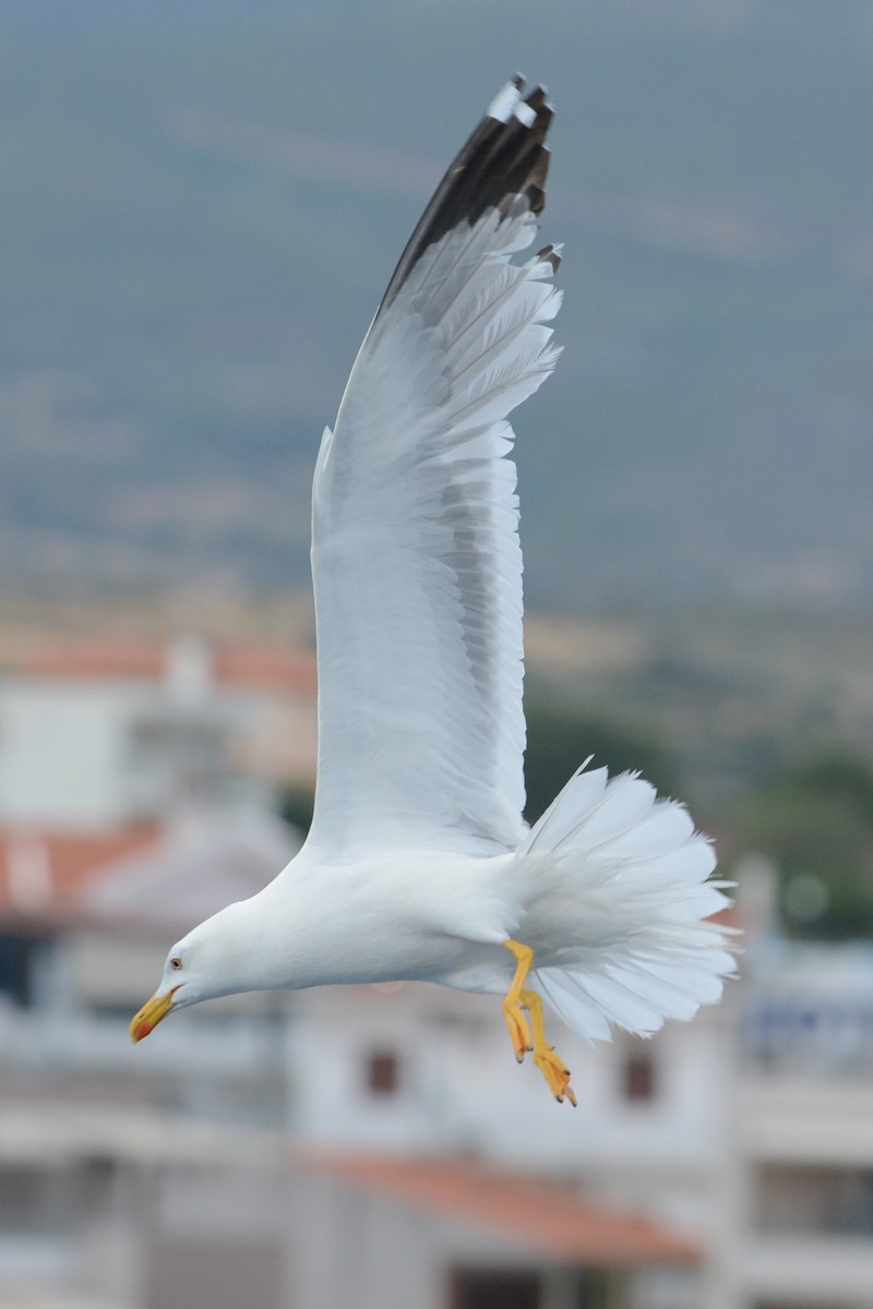 Yellow-legged Gull - Cathy Pasterczyk