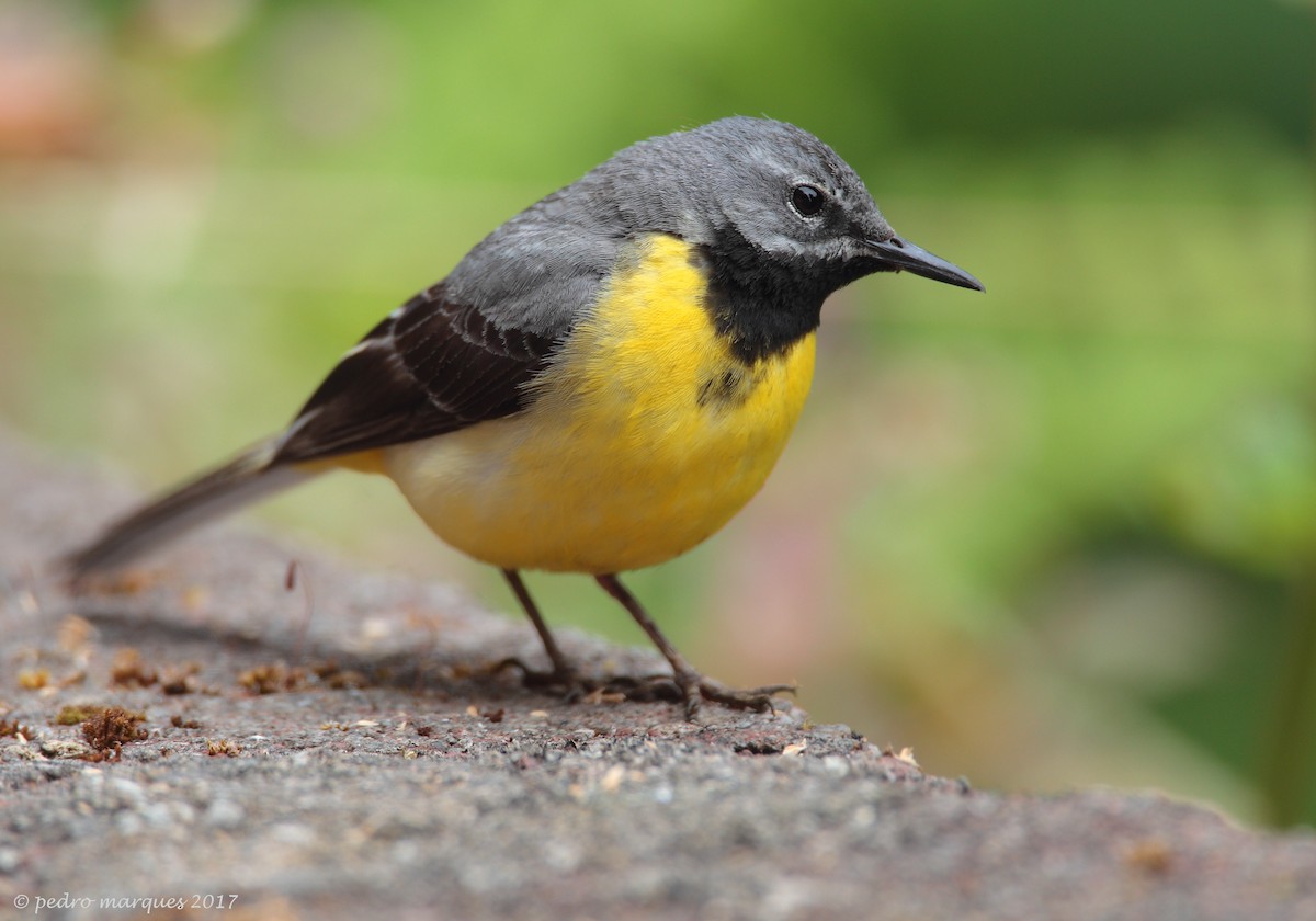 Gray Wagtail - Pedro Marques
