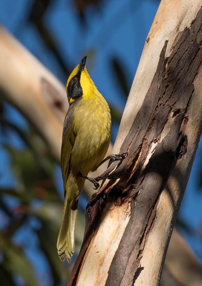 Yellow-tufted Honeyeater - ML105268951