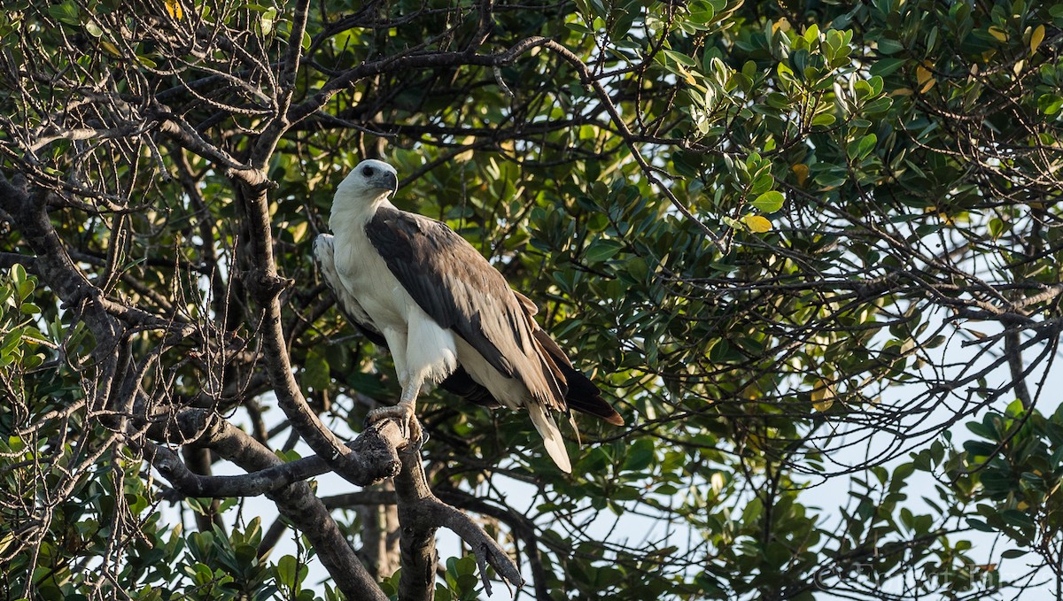 White-bellied Sea-Eagle - ML105271101