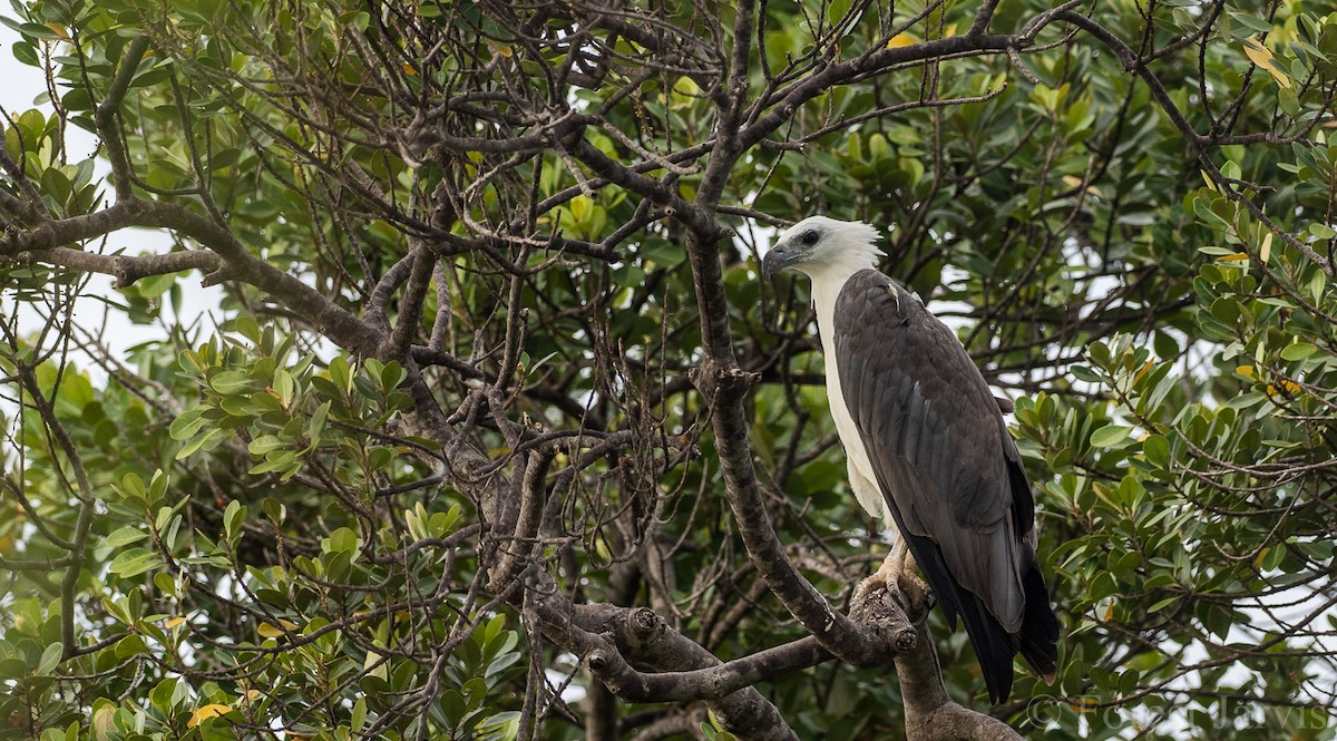 White-bellied Sea-Eagle - Forest Botial-Jarvis