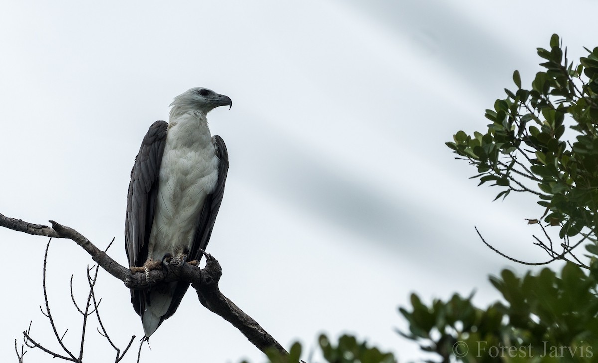 White-bellied Sea-Eagle - ML105271491