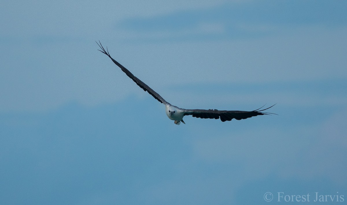 White-bellied Sea-Eagle - ML105271501