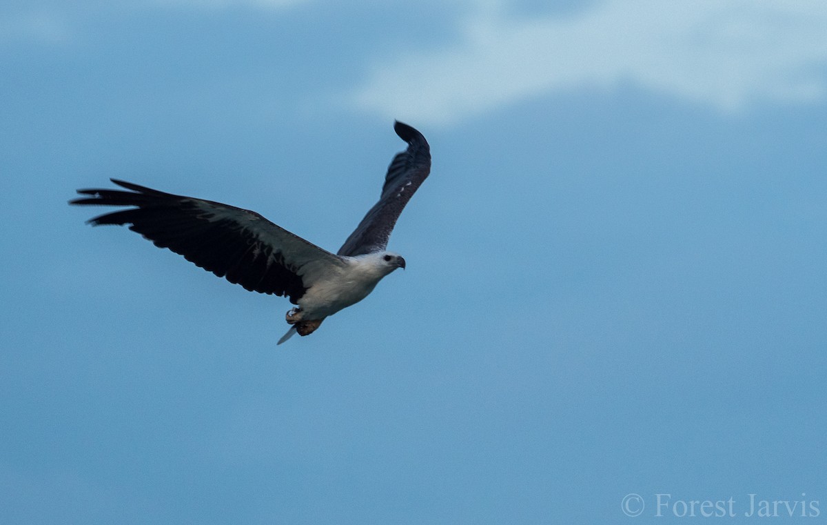 White-bellied Sea-Eagle - ML105271521