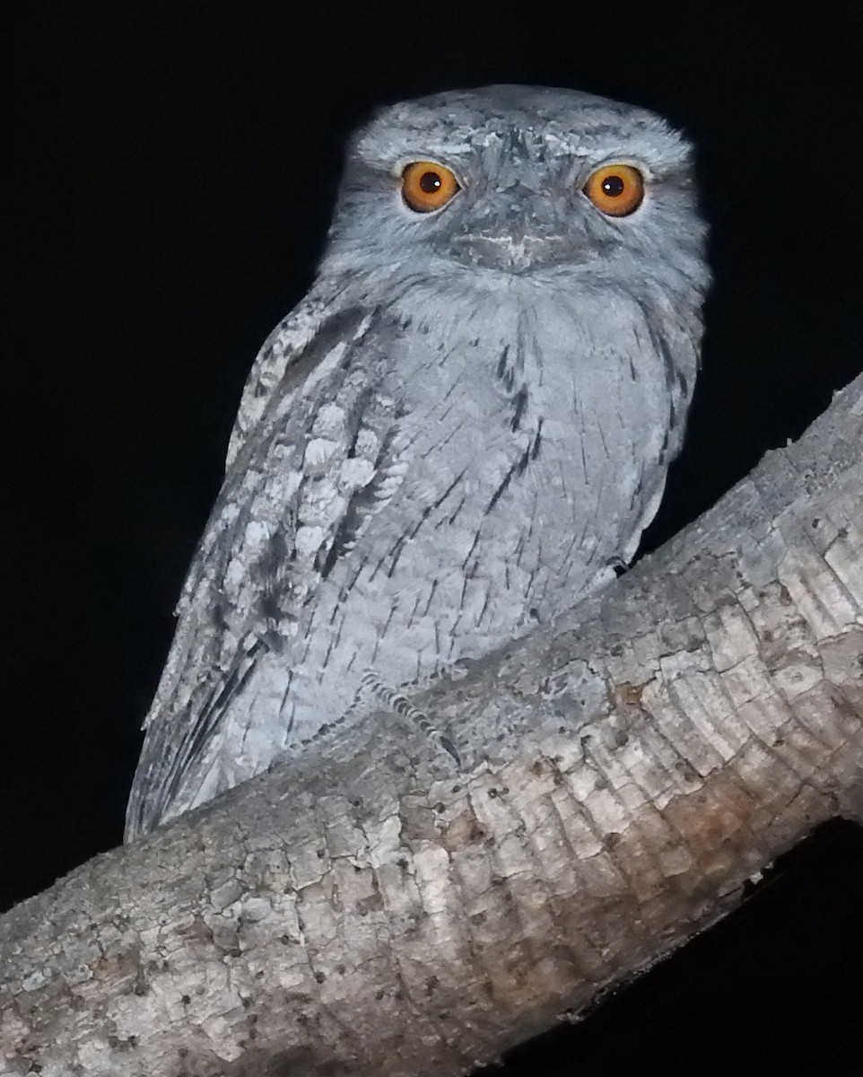 Tawny Frogmouth - ML105271751