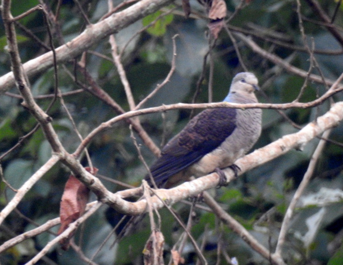 Barred Cuckoo-Dove - ML105271851